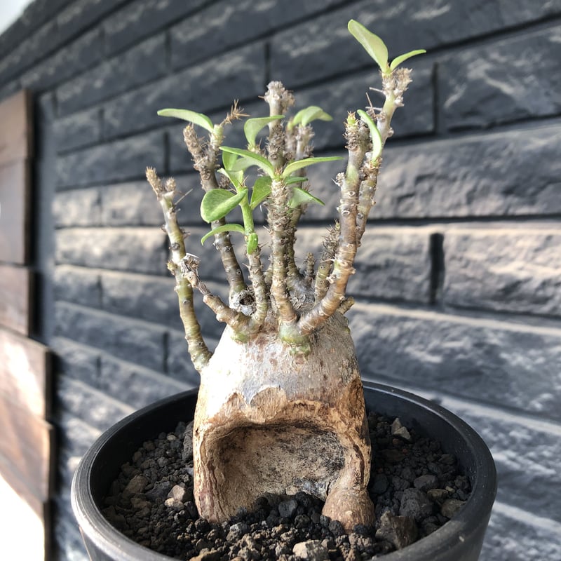 pachypodium bispinosum 《小さめM size》※現地球発根後店主国内管理
