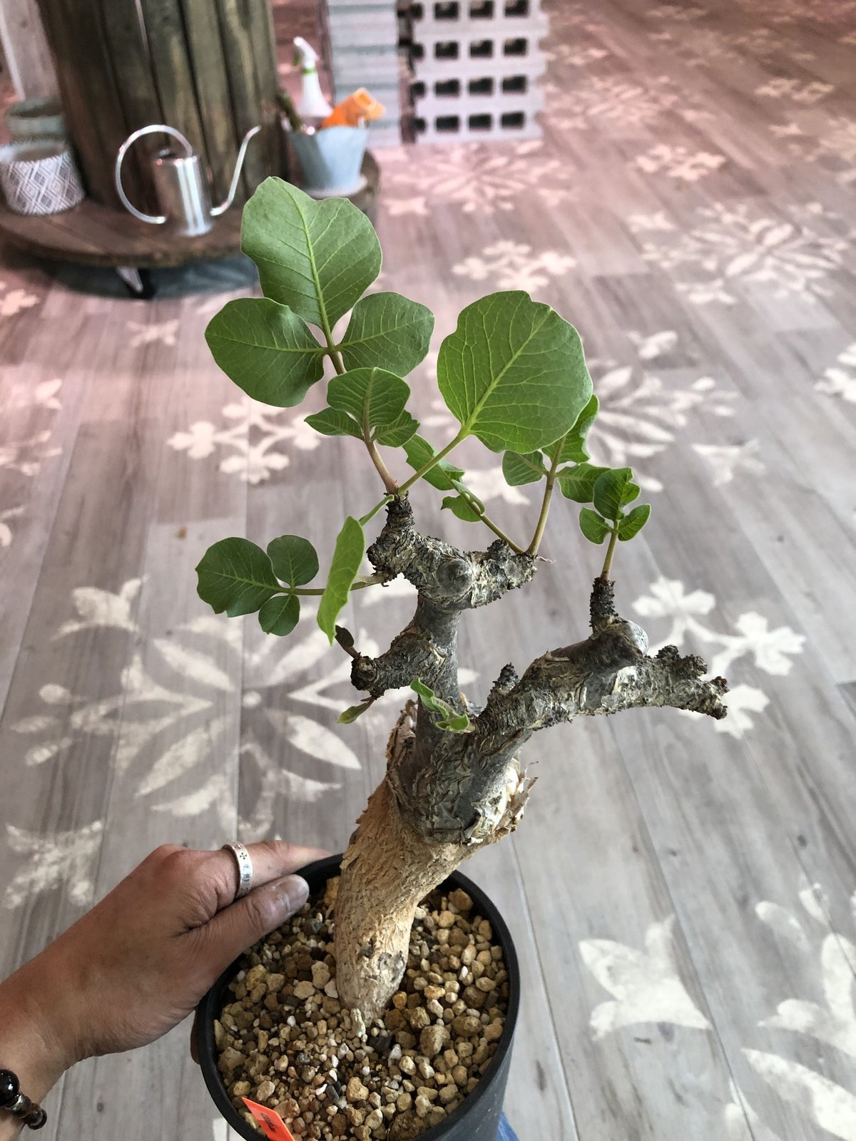 commiphora guidotti《L size》 | plants holic