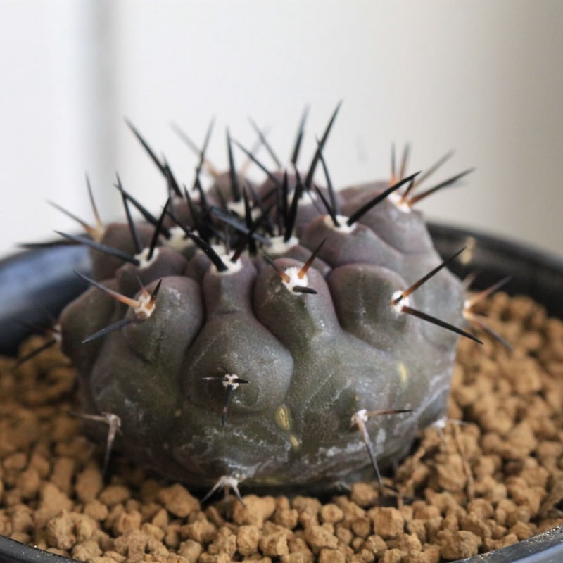 コピアポア 黒王丸 （実生） | hanayoshi-botanical