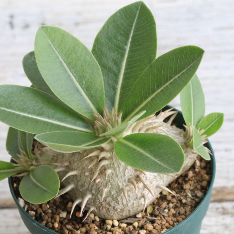 パキポディウム レウコキサンツム×ラウヒー | hanayoshi-botanical