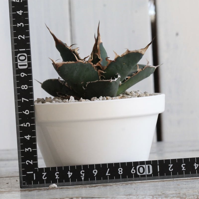 アガベ チタノタ 緑犀牛 | hanayoshi-botanical