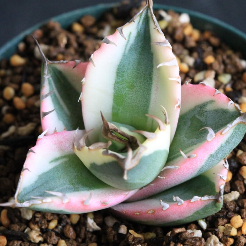 アガベ チタノタ スナグルトゥース | hanayoshi-botanical