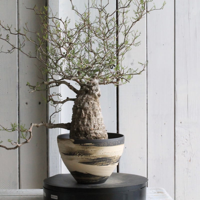 オペルクリカリア パキプス | hanayoshi-botanical