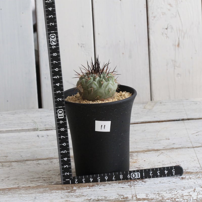 コピアポア シネレア 黒王丸 実生⑪ | hanayoshi-botanical