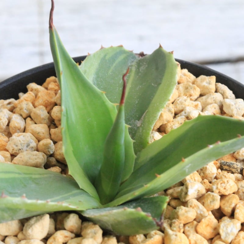 アガベ オバティフォリア キラー | hanayoshi-botanical