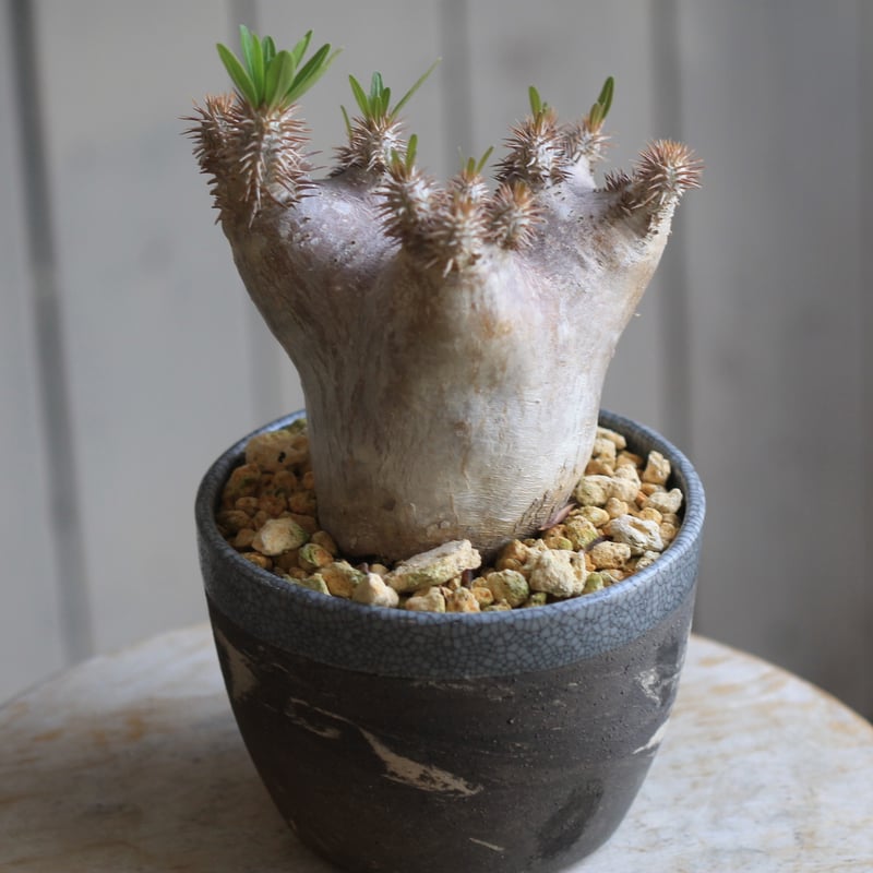 パキポディウム ブレビカリックス | hanayoshi-botanical