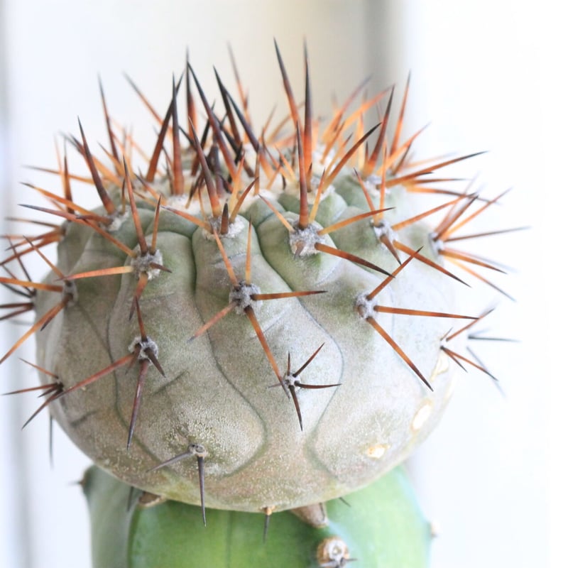 コピアポア 黒王丸（接ぎ木） | hanayoshi-botanical