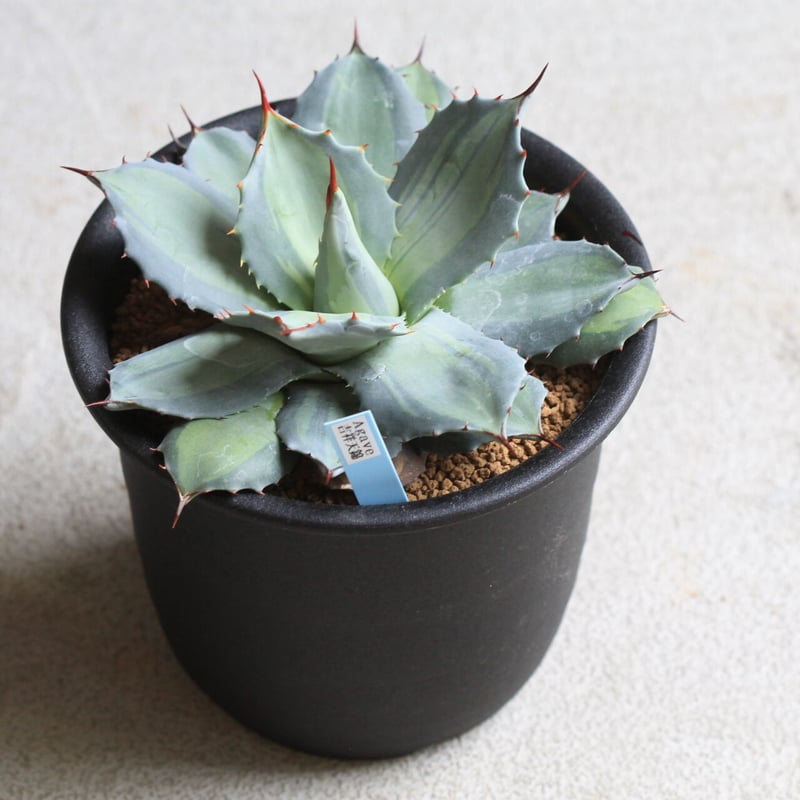 アガベ 吉祥天錦 | hanayoshi-botanical