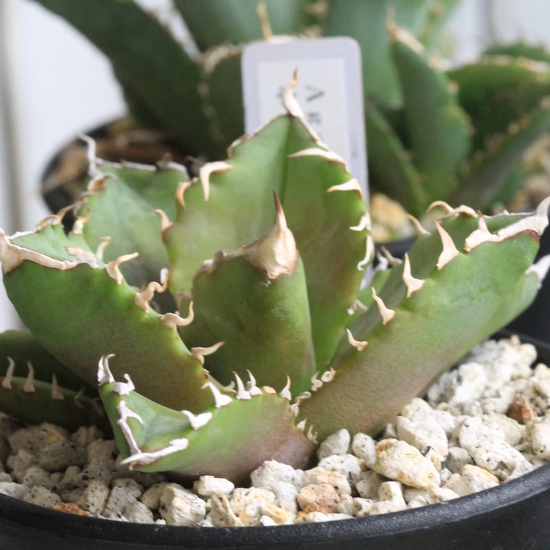 アガベ チタノタ ホワイトファイヤー 白火焔① | hanayoshi-botanical