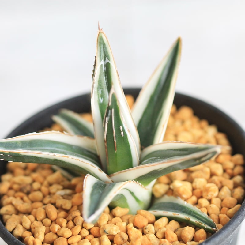 アガベ 氷山 | hanayoshi-botanical