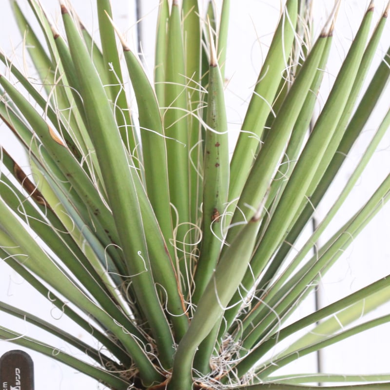 ユッカ フィリフェラ | hanayoshi-botanical