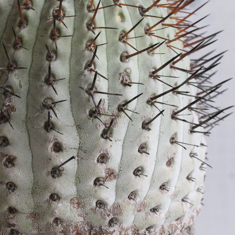 コピアポア コルムナ・アルバ（現地球） | hanayoshi-botanical