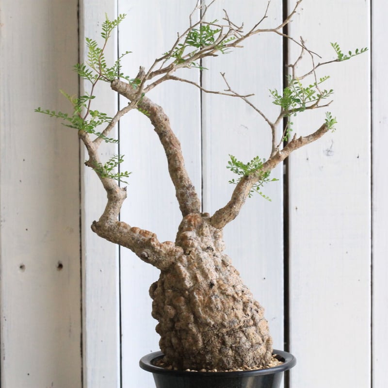 オペルクリカリア パキプス | hanayoshi-botanical