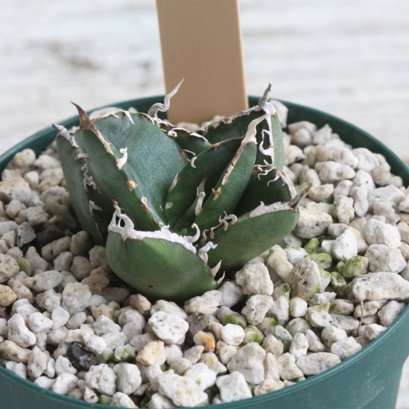 アガベ チタノタ SAD 南アフリカダイヤモンド カキ子 | hanayoshi