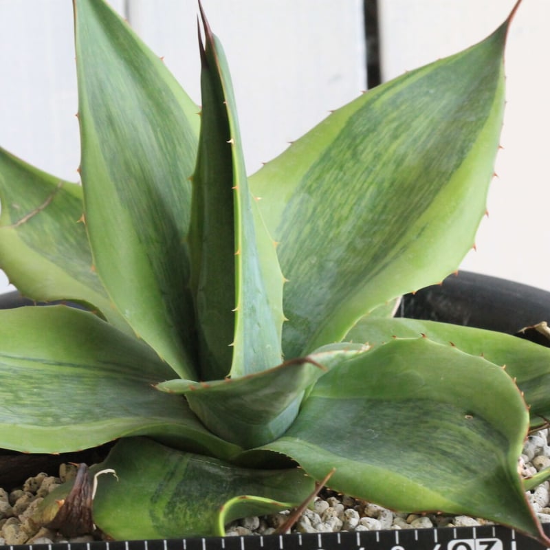 アガベ オバティフォリア キラー | hanayoshi-botanical
