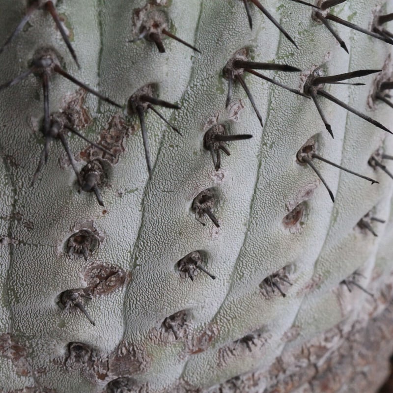コピアポア コルムナ・アルバ（現地球） | hanayoshi-botanical