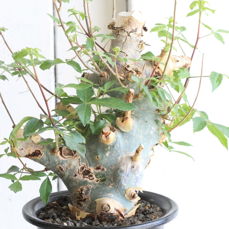 コミフォラ カタフ ターカネンシス | hanayoshi-botanical