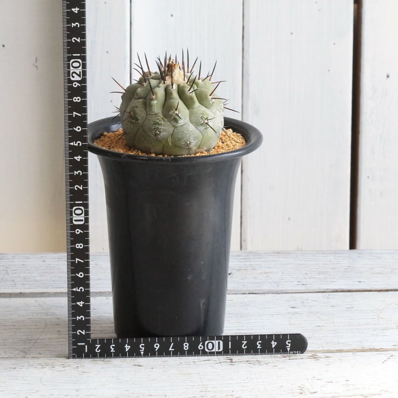 コピアポア シネレア 黒王丸（接ぎ木） | hanayoshi-botanical