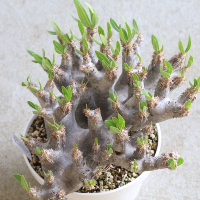 パキポディウム ブレビカリックス | hanayoshi-botanical