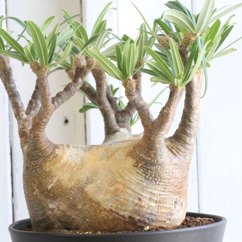 パキポディウム グラキリス | hanayoshi-botanical