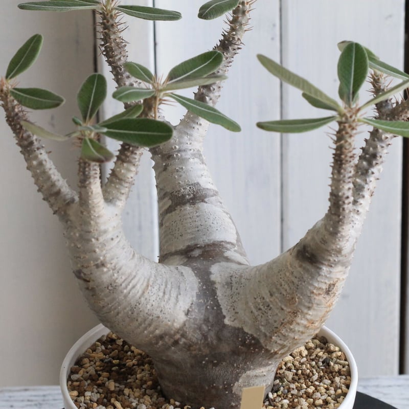 パキポディウム カクチペス | hanayoshi-botanical