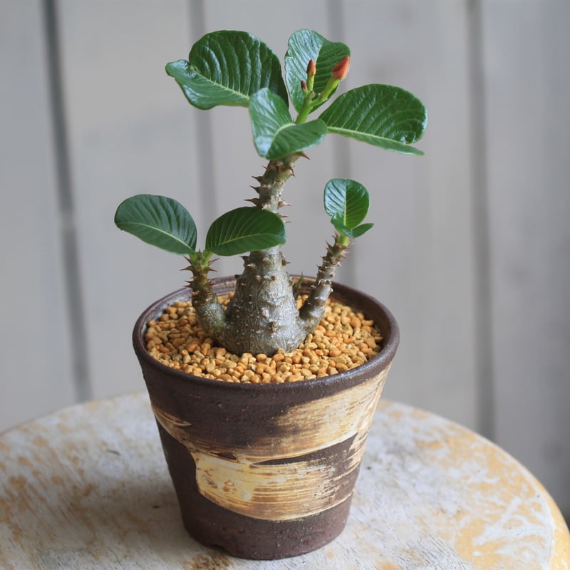 パキポディウム ウィンゾリー 実生 | hanayoshi-botanical