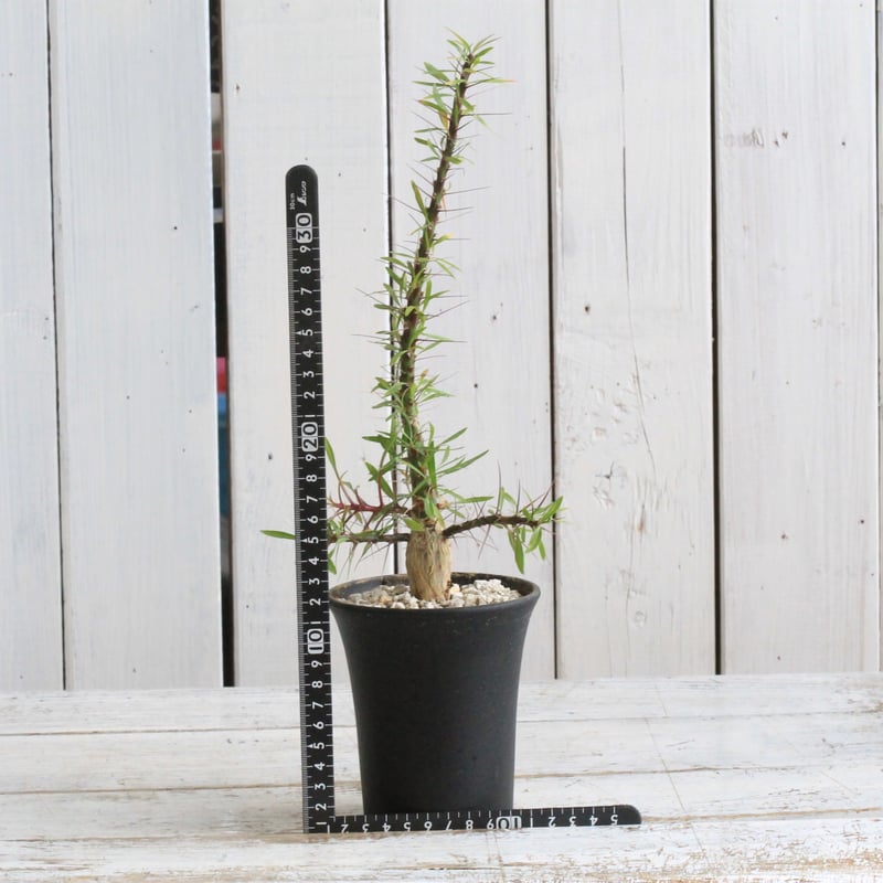 フォークイエリア プルプシー 実生 | hanayoshi-botanical