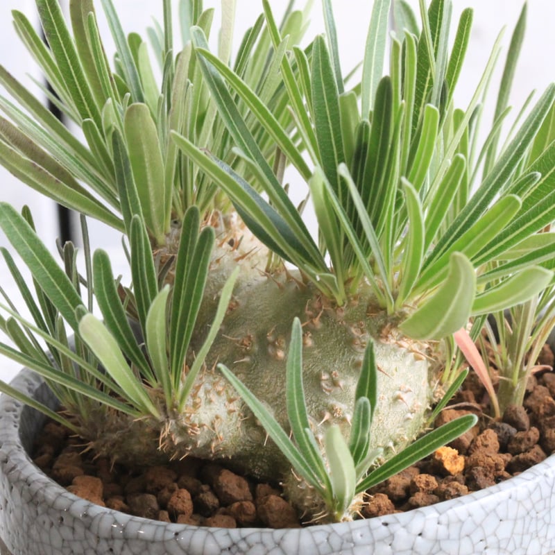 パキポディウム グラキリス 実生 Hanayoshi-botanicalオリジナルポット