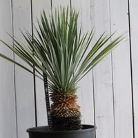 ユッカ フィリフェラ | hanayoshi-botanical