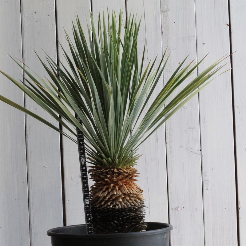 ユッカ ロストラータ ブルーサンダー① | hanayoshi-botanical