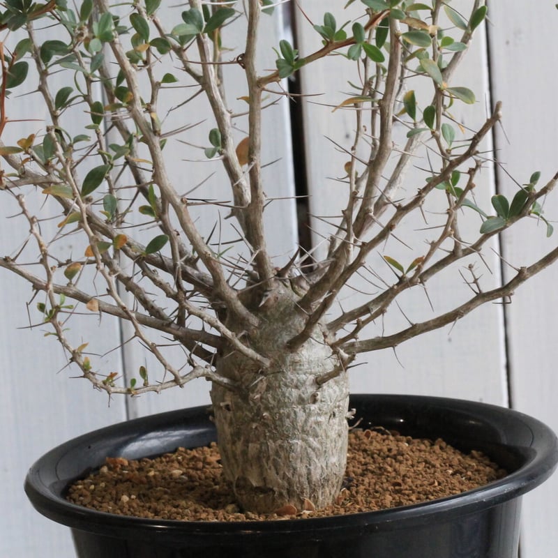 フォークイエリア コルムナリス 観峰玉 | hanayoshi-botanical