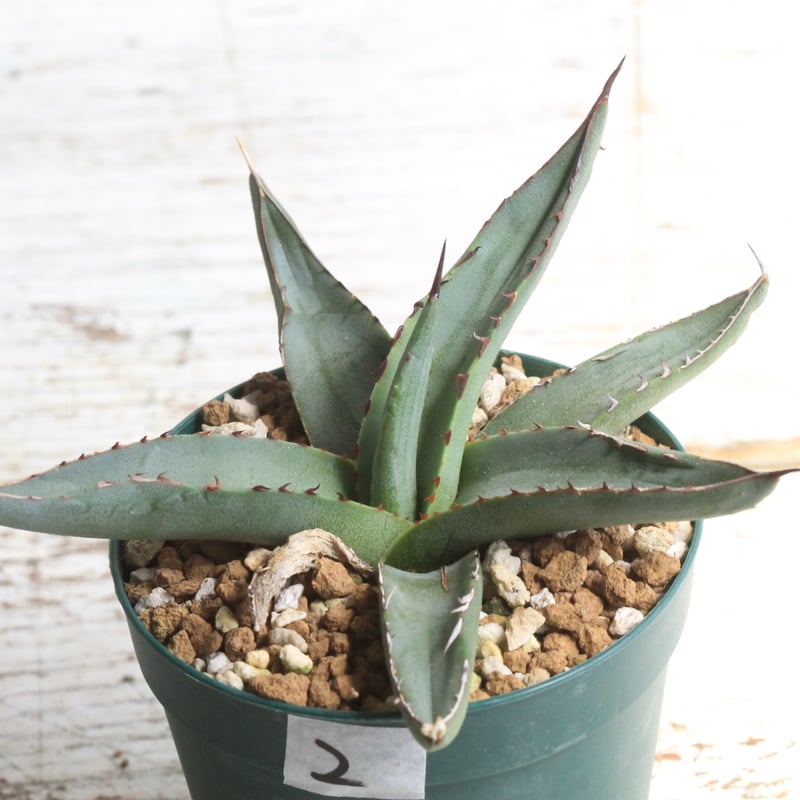 アガベ シャークスキン② | hanayoshi-botanical