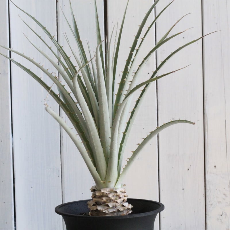 プヤ セルーレア | hanayoshi-botanical