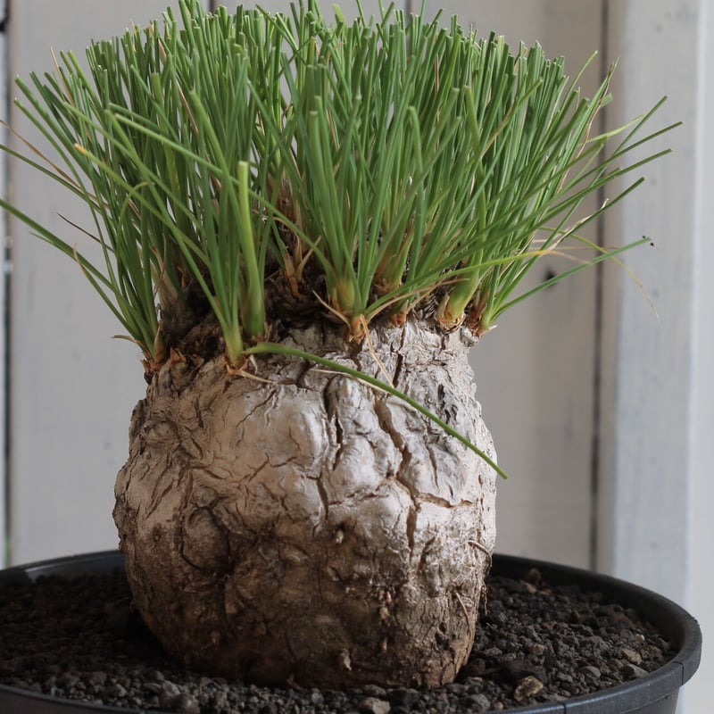 Calibanus fookeri カリバナス フーケリー | hanayoshi-botan