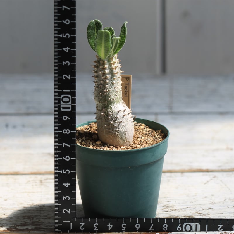 パキポディウム タッキー | hanayoshi-botanical