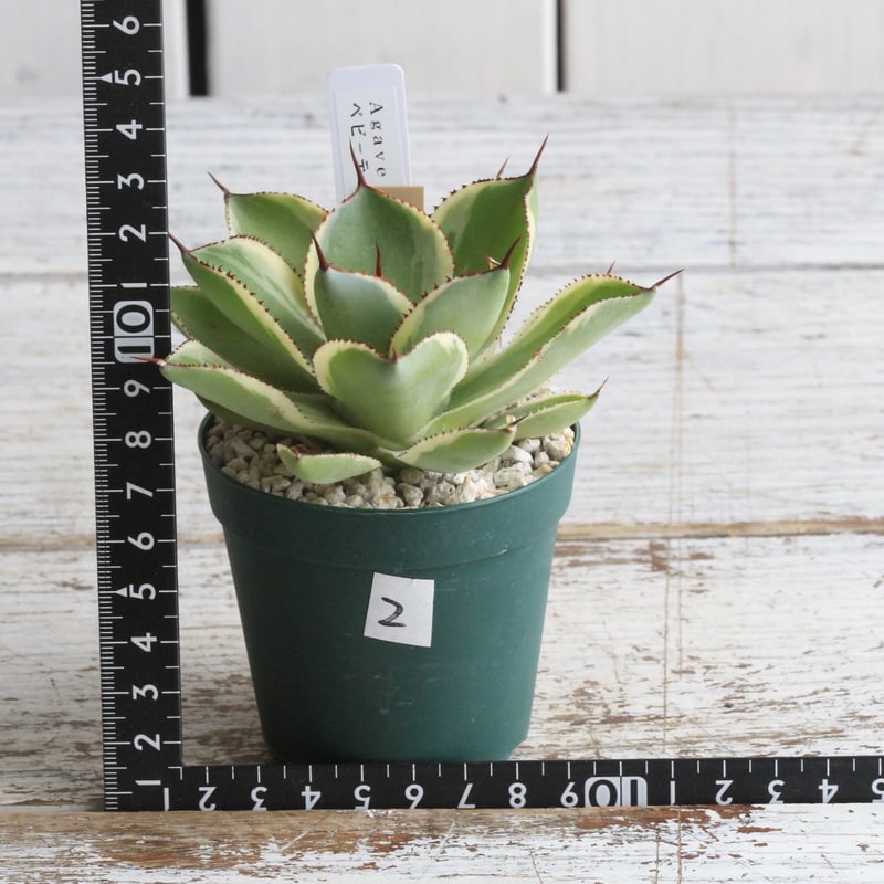 アガベ ベビーティース錦② | hanayoshi-botanical