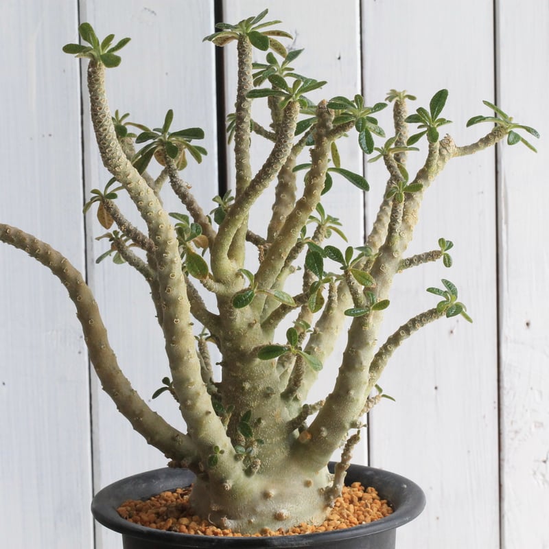 ドルステニア ギガス（実生) | hanayoshi-botanical