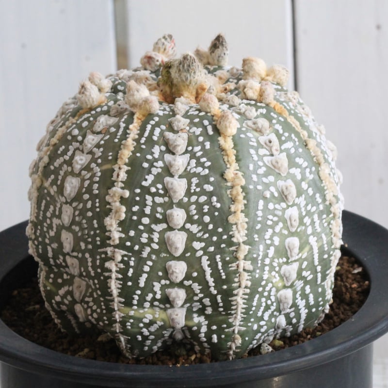 アストロフィツム スーパー兜錦（接ぎ木） | hanayoshi-botanical