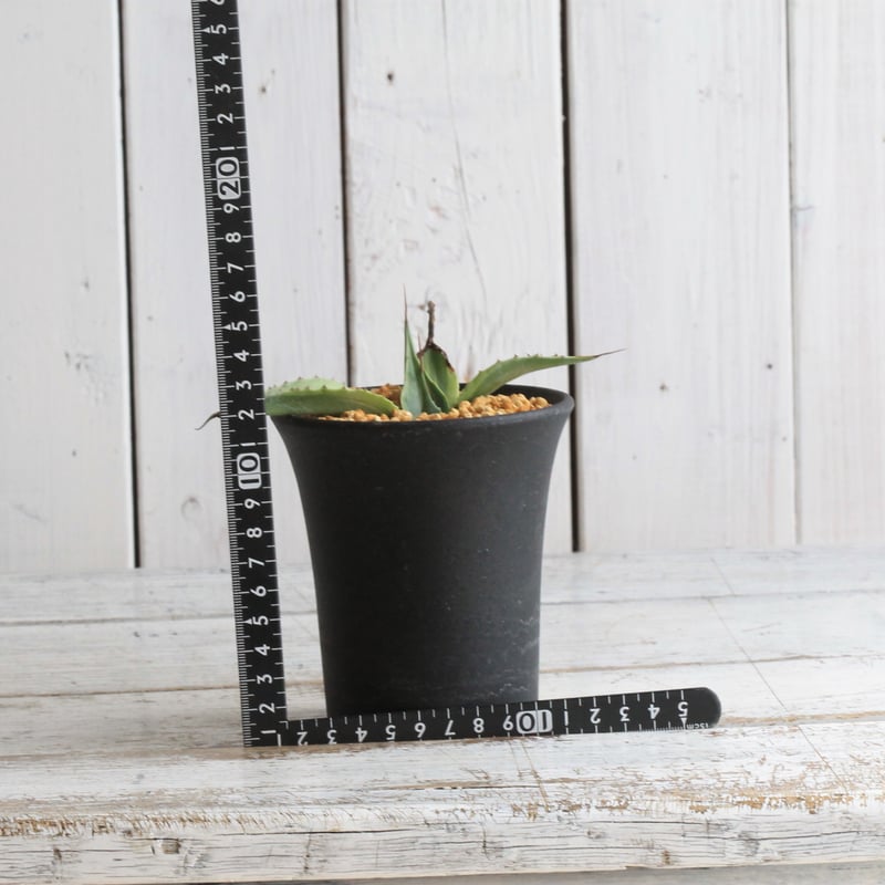 アガベ オバティフォリア キラー | hanayoshi-botanical