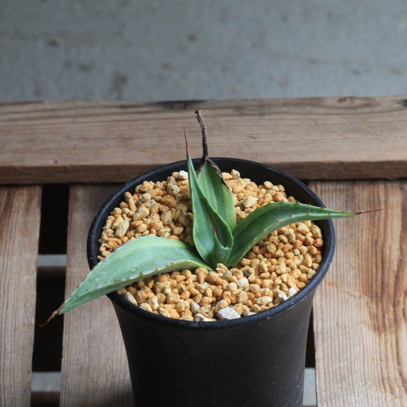 アガベ オバティフォリア キラー | hanayoshi-botanical