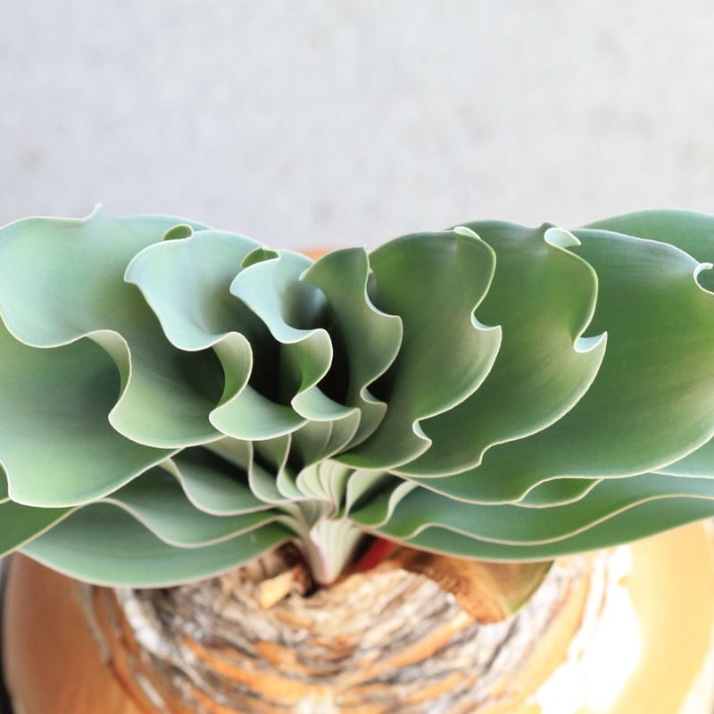 ブーファン ハエマントイデス | hanayoshi-botanical