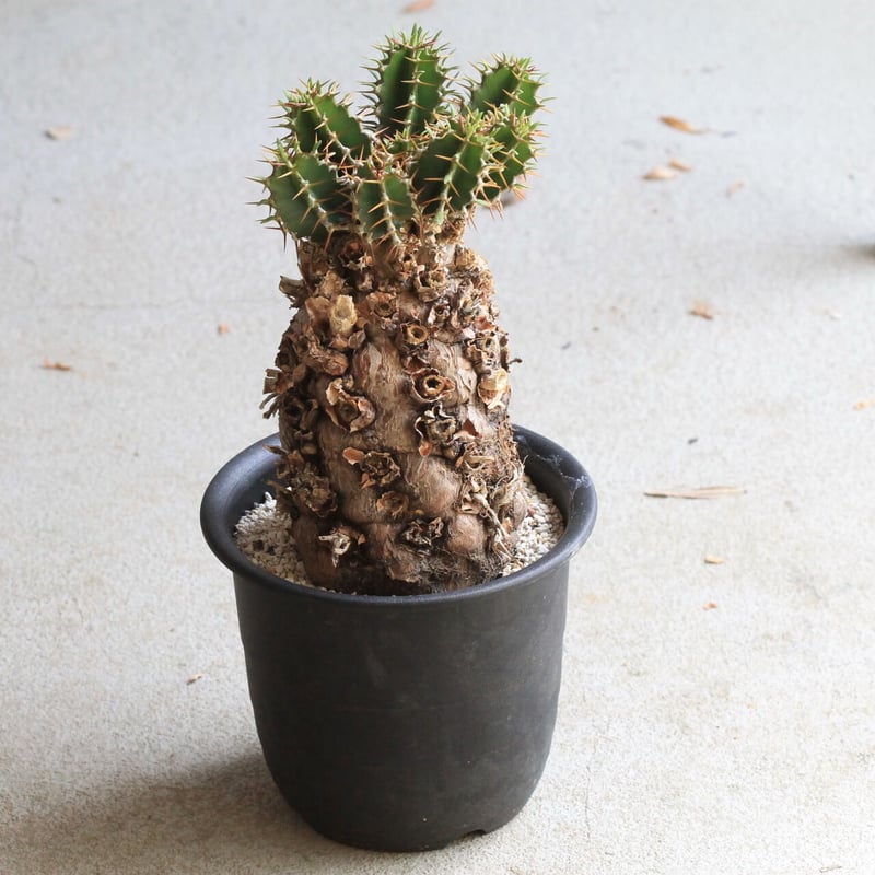 ユーフォルビア ムランジーナ | hanayoshi-botanical