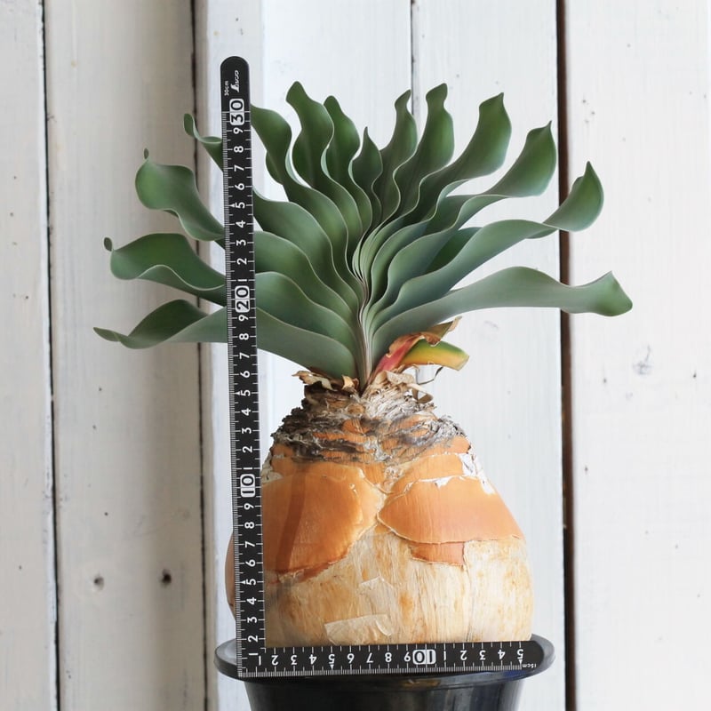 ブーファン ハエマントイデス | hanayoshi-botanical