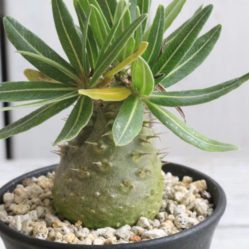 パキポディウム グラキリス 実生 | hanayoshi-botanical