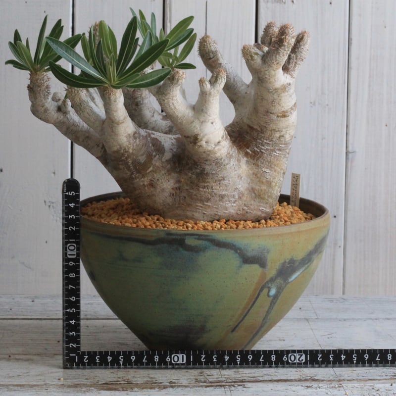 パキポディウム イノピナツム yaji²ポット | hanayoshi-botanical