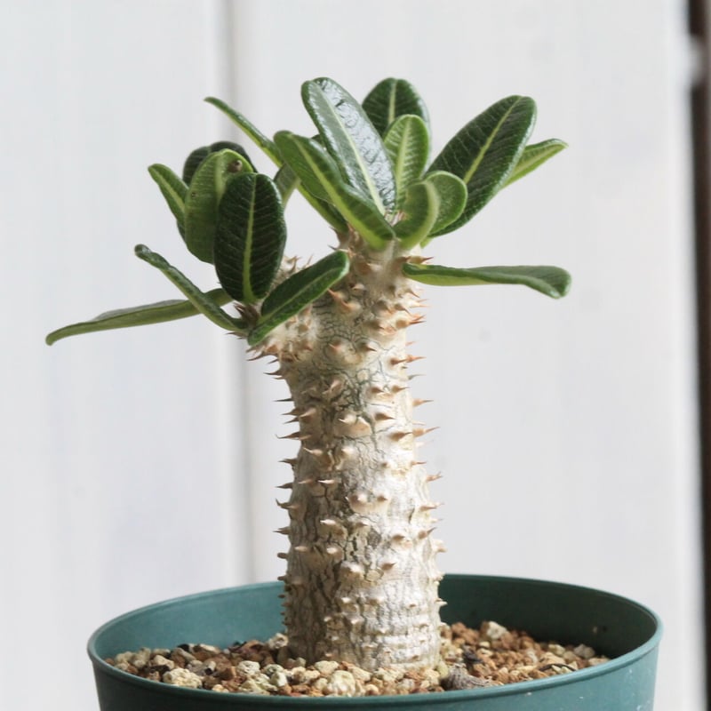 パキポディウム タッキー | hanayoshi-botanical