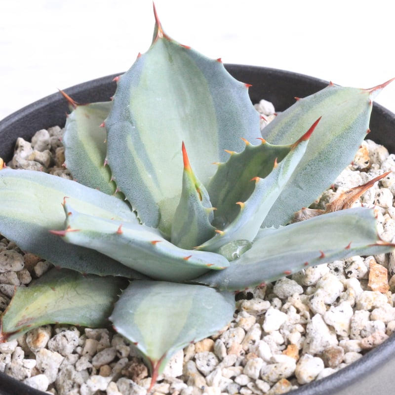 アガベ 吉祥天錦 | hanayoshi-botanical