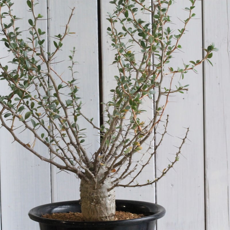 フォークイエリア コルムナリス 観峰玉 | hanayoshi-botanical