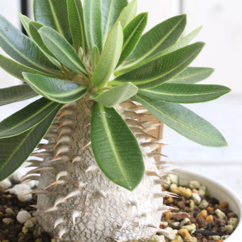 パキポディウム レウコキサンツム×タッキー① | hanayoshi-botanical