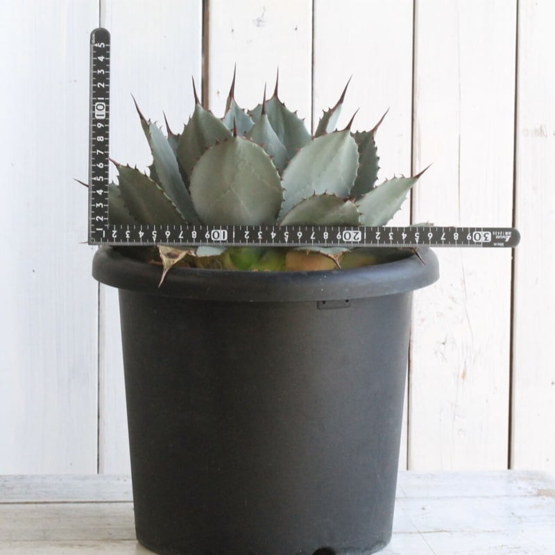 アガベ パリー 吉祥天 | hanayoshi-botanical